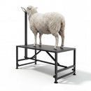 Advwin Livestock Goat Milking Stand Adjustable Height