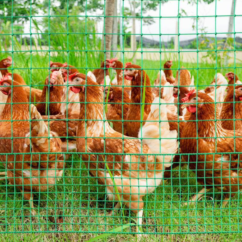 Advwin Poultry Net Chicken Fence Netting